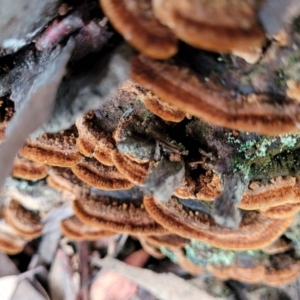 Phellinus sp. (non-resupinate) at Bruce, ACT - 29 Jun 2022 11:47 AM