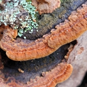 Phellinus sp. (non-resupinate) at Bruce, ACT - 29 Jun 2022