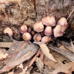 Mycena 'clarkeana group' at Bruce Ridge - 29 Jun 2022 by trevorpreston