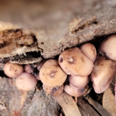 Mycena 'clarkeana group' at Bruce, ACT - 29 Jun 2022