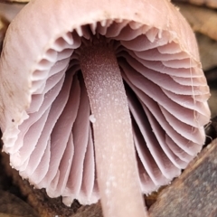 Mycena 'clarkeana group' at Bruce, ACT - 29 Jun 2022