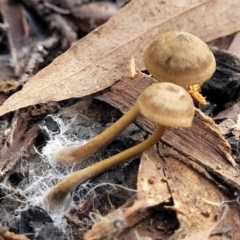 Unidentified Cap on a stem; gills below cap [mushrooms or mushroom-like] at Bruce, ACT - 29 Jun 2022 by trevorpreston