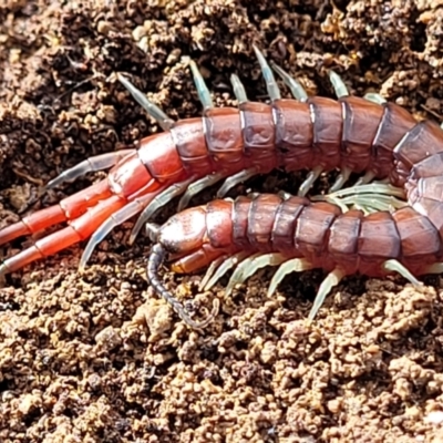 Cormocephalus sp.(genus) (Scolopendrid Centipede) at Bruce Ridge - 29 Jun 2022 by trevorpreston