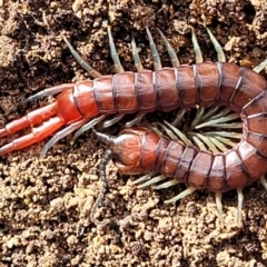 Cormocephalus sp.(genus) at Bruce, ACT - 29 Jun 2022