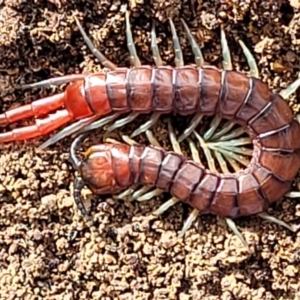 Cormocephalus sp.(genus) at Bruce, ACT - 29 Jun 2022