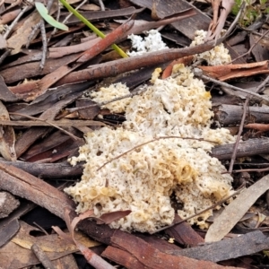 Laetiporus portentosus at Bruce, ACT - 29 Jun 2022