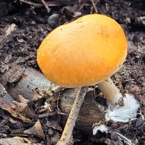 zz agaric (stem; gills not white/cream) at Bruce, ACT - 29 Jun 2022