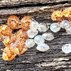 Acanthosomatidae (family) at Bruce, ACT - 29 Jun 2022