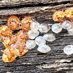 Acanthosomatidae (family) at Bruce, ACT - 29 Jun 2022