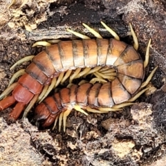 Cormocephalus aurantiipes (Orange-legged Centipede) at Bruce, ACT - 29 Jun 2022 by trevorpreston
