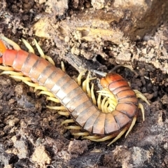 Cormocephalus aurantiipes at Bruce, ACT - 29 Jun 2022 11:50 AM