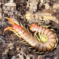 Cormocephalus aurantiipes at Bruce, ACT - 29 Jun 2022 11:50 AM