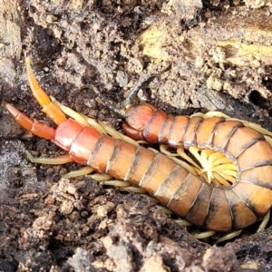 Cormocephalus aurantiipes at Bruce, ACT - 29 Jun 2022