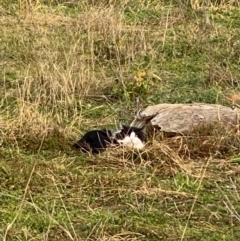 Felis catus (Feral Cat) at Hughes, ACT - 24 Jun 2022 by KL