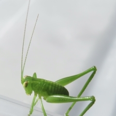 Caedicia simplex at Narrabundah, ACT - 23 Jun 2022