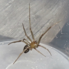 Unidentified Other web-building spider at Narrabundah, ACT - 19 Jun 2022 by RobParnell