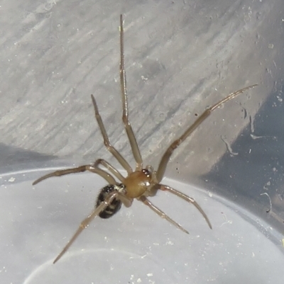 Unidentified Other web-building spider at Narrabundah, ACT - 19 Jun 2022 by RobParnell