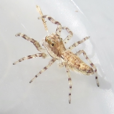 Helpis minitabunda (Threatening jumping spider) at Narrabundah, ACT - 16 Jun 2022 by RobParnell