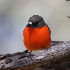 Petroica phoenicea (Flame Robin) at Tennent, ACT - 27 Jun 2022 by jb2602