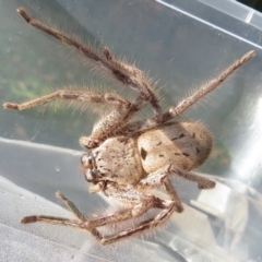 Isopeda (genus) (Huntsman Spider) at Narrabundah, ACT - 4 Jun 2022 by RobParnell