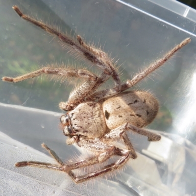 Isopeda (genus) (Huntsman Spider) at Narrabundah, ACT - 4 Jun 2022 by RobParnell