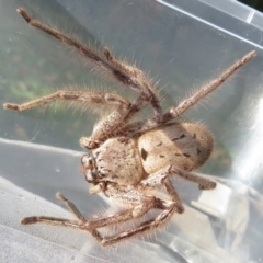 Isopeda sp. (genus) (Huntsman Spider) at Narrabundah, ACT - 3 Jun 2022 by RobParnell