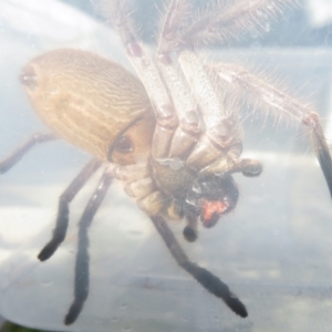 Isopeda sp. (genus) at Narrabundah, ACT - 4 Jun 2022