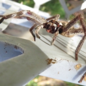 Isopeda sp. (genus) at Narrabundah, ACT - 4 Jun 2022