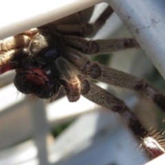 Isopeda sp. (genus) at Narrabundah, ACT - 4 Jun 2022