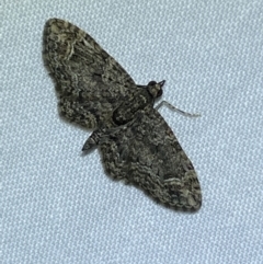 Chloroclystis filata (Filata Moth, Australian Pug Moth) at Jerrabomberra, NSW - 29 Jun 2022 by SteveBorkowskis