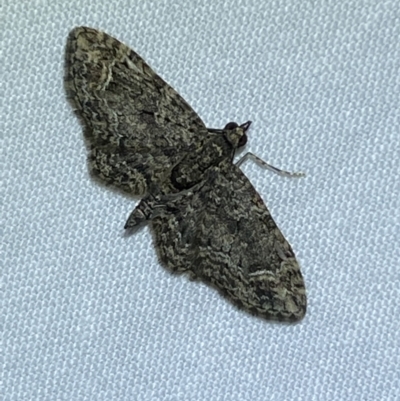 Chloroclystis filata (Filata Moth, Australian Pug Moth) at Jerrabomberra, NSW - 29 Jun 2022 by Steve_Bok