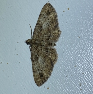 Chloroclystis insigillata at Jerrabomberra, NSW - 29 Jun 2022