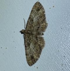 Chloroclystis insigillata at Jerrabomberra, NSW - 29 Jun 2022