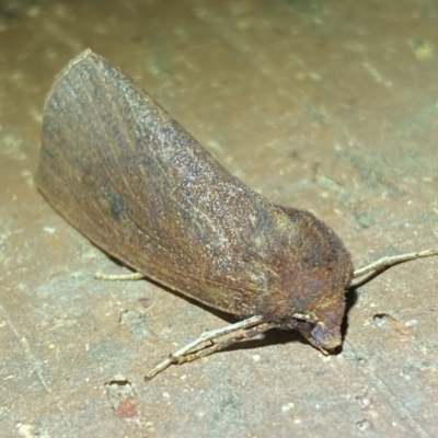 Fisera belidearia (Two-toned Crest-moth) at QPRC LGA - 29 Jun 2022 by Steve_Bok