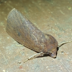Fisera belidearia (Two-toned Crest-moth) at Jerrabomberra, NSW - 29 Jun 2022 by Steve_Bok