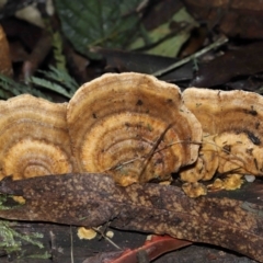 Trametes sp. at Paddys River, ACT - 28 Jun 2022 by TimL