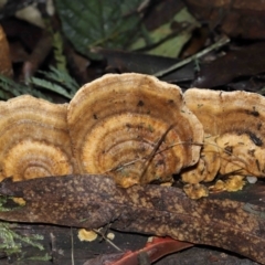 Unidentified Pored or somewhat maze-like on underside [bracket polypores] (TBC) at Paddys River, ACT - 28 Jun 2022 by TimL
