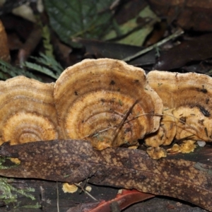 Trametes sp. at Paddys River, ACT - 28 Jun 2022