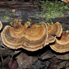 Trametes sp. at Paddys River, ACT - 28 Jun 2022