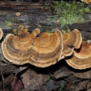 Trametes sp. at Paddys River, ACT - 28 Jun 2022