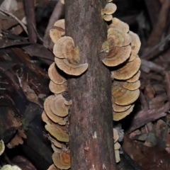 Trametes sp. at Paddys River, ACT - 28 Jun 2022