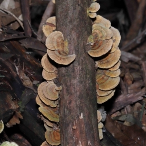 Trametes sp. at Paddys River, ACT - 28 Jun 2022 11:35 AM