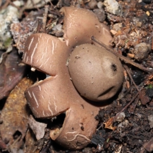 Geastrum sp. at Paddys River, ACT - 28 Jun 2022