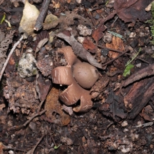 Geastrum sp. at Paddys River, ACT - 28 Jun 2022