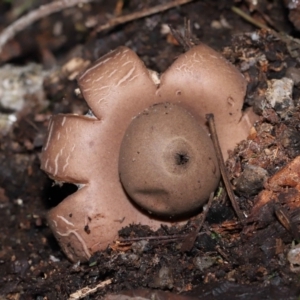 Geastrum sp. at Paddys River, ACT - 28 Jun 2022