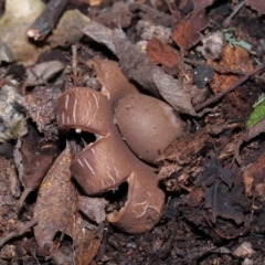 Geastrum sp. at Paddys River, ACT - 28 Jun 2022