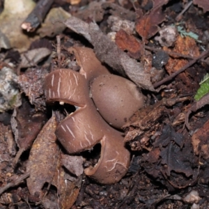 Geastrum sp. at Paddys River, ACT - 28 Jun 2022 11:25 AM