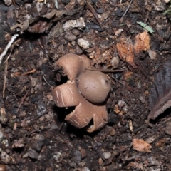 Geastrum sp. at Paddys River, ACT - 28 Jun 2022 11:25 AM