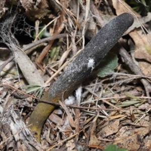 Drechmeria gunnii at Paddys River, ACT - 28 Jun 2022