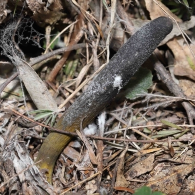 Drechmeria gunnii (Dark Vegetable Caterpillar) at Paddys River, ACT - 28 Jun 2022 by TimL